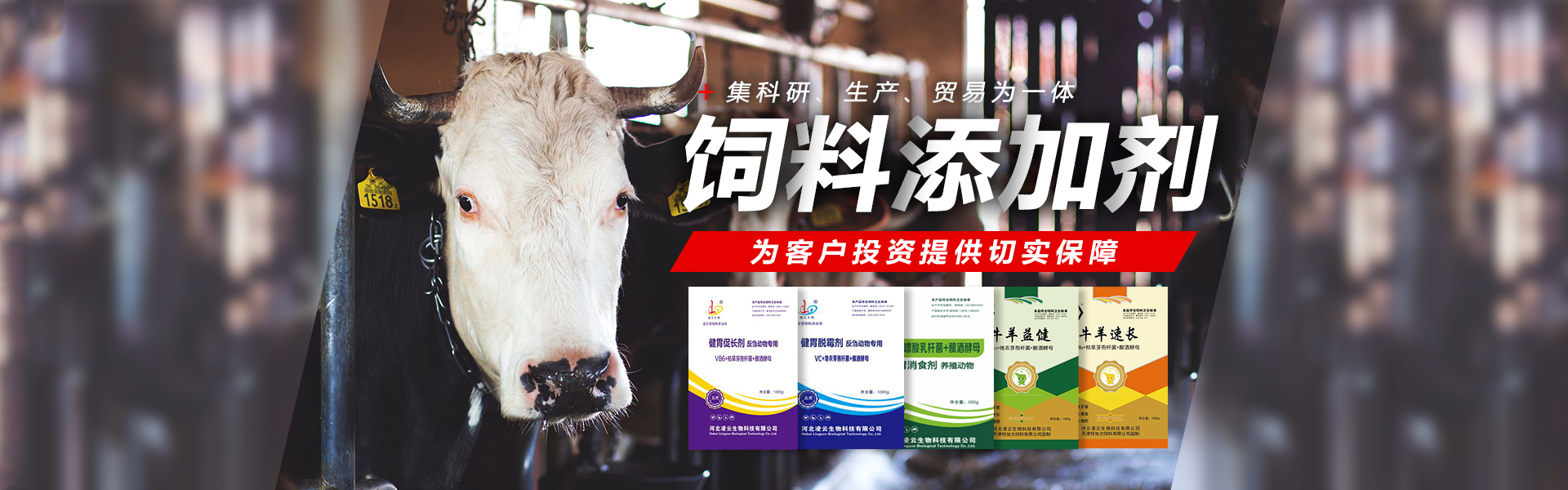 首页图片