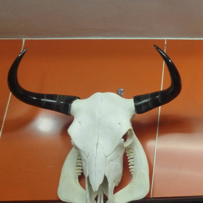 西藏牦牛头骨工艺品 天然牦牛头骨挂件 民族特色手工牛羊头骨标本